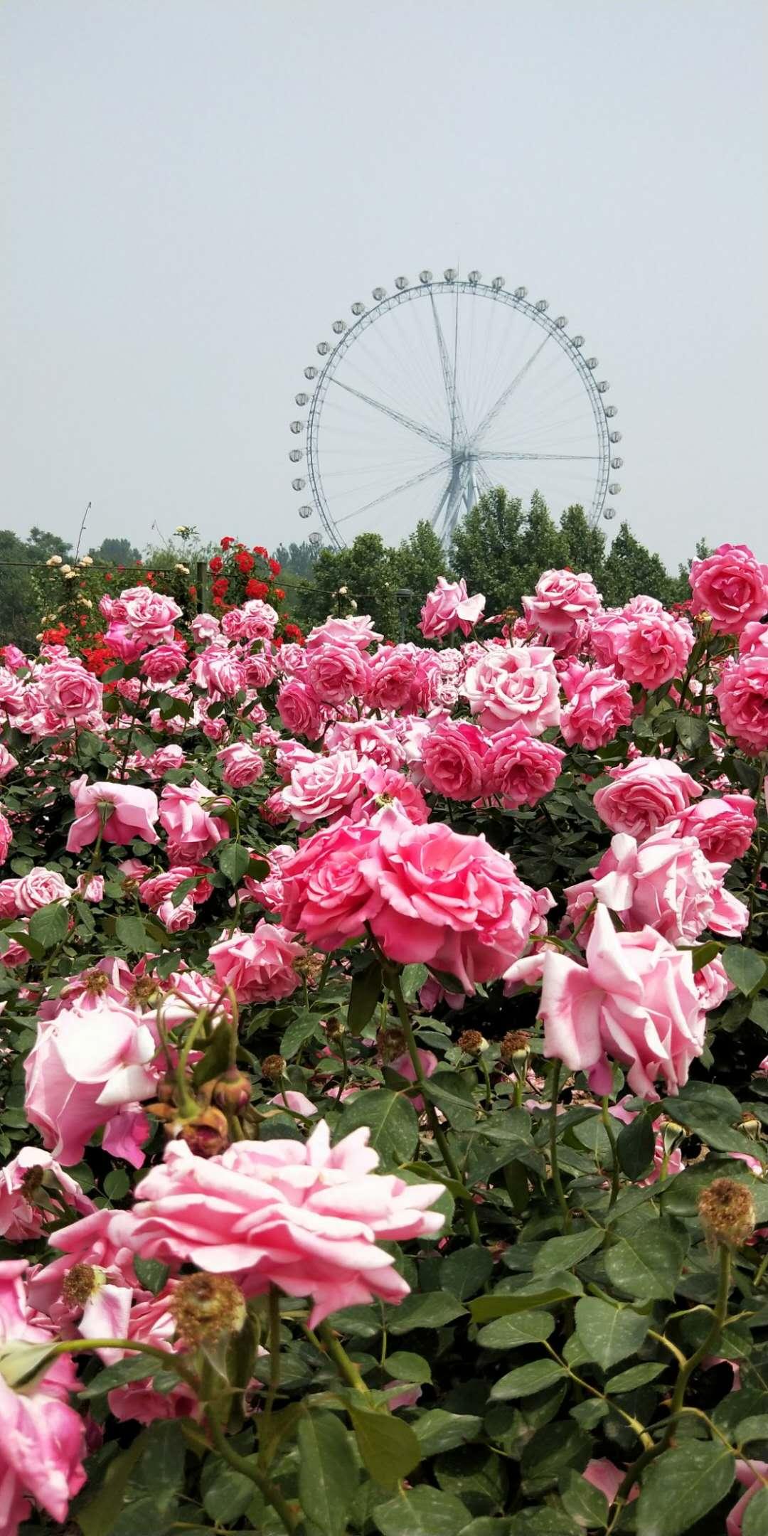 石家庄，历史与未来的交响乐章之旅